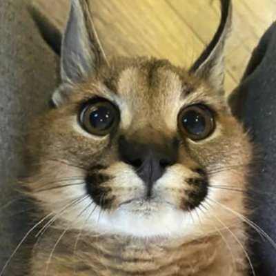 Goatiさんのプロフィール画像