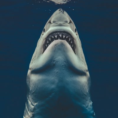 taylsayemates's profile picture. 