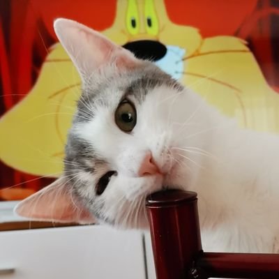 Güzel kız Pamuknaz'ın beyninde ve omuriliğinde FIP enfeksiyonu sonucu gelişen sıvı (hidrosefali) mevcut. Ama o güçlü bir kız 💪🏻😻😽