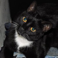 🌈Cheezeburger🌈Mr. Jingles🌈TonyCat🌈Cheeseburger (@catcheezeburger) Twitter profile photo