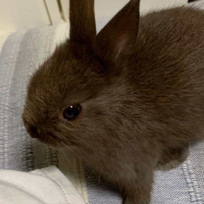 ﾈｻﾞｰやんちゃなモカ🐰くん♪ 令和3.7.19🎂🐰♪ 皆様のTwitter♪拝見♪うさ飼い初心者！無言ﾌｫﾛｰ&ﾌｫﾛﾊﾞ🙏♪ｺｺﾛの声…でちゃいます‼あちこちつぶやき中😊♪令和3.8.27〜🐰Twitter‼︎基本🐰♡はﾌｫﾛｰ