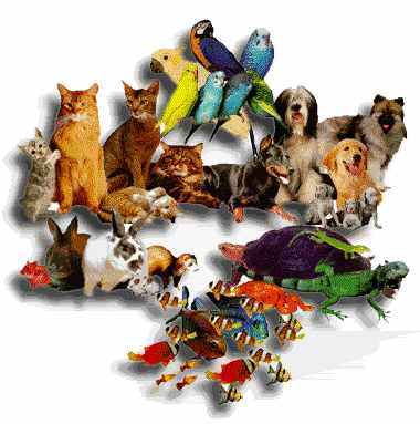 Inspired by The Muppet Show (+ 40 members)🐈⬛🐓🦜🐇🐠 #AdoptDontShop #LifetimeCommitment #VeganForTheAnimals
