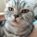 Abbey ๐พ & Oliver๐พ (@zenkittiesmama) Twitter profile photo Abbey ๐พ & Oliver๐พ (@zenkittiesmama) Twitter profile photo