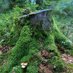 Top Stumps (@topstumps) Twitter profile photo Top Stumps (@topstumps) Twitter profile photo