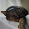 WannabeBotter's profile picture. Botterになってカチャカチャカチャ…ッターン！ 今APY10000%の新Botをデプロイしたぜ…とかやってみたい。

Bot活開始日は2021/9/21。