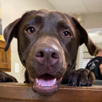 Hi! I'm Brook. I'm the Therapy Dog at Meadowbrook Elementary, part of Walled Lake Consolidated Schools. I was born on October 1st, 2020.