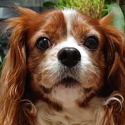 jonny_510's profile picture. 主にニャンコです😄 ふざけた投稿 ご勘弁を…(°Д°)
 　　　　ここ最近はもっぱら日常アレコレです #ソロキャン🔥 #キャバリア🐶 #キジトラ😻 #ジムニーjb64🚙 #SnowPeak❄️ #snugpak⛺ #ゼインアーツ🏕️ #THENORTHFACE🌟 #お酒🍺　よろしくね〜〜🙋