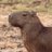 何度でも蘇るカピバラのアイコン