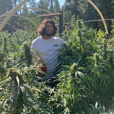 #Zazaderafa is a cannabis cultivation experience based in Northern California #grower #cannabis #marijuana #california