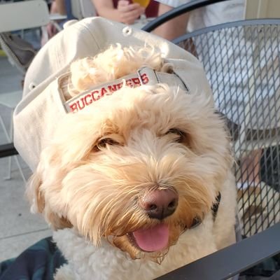 MarvinCavapoo's profile picture. Marvin is a dog. He has a big personality and an even bigger heart.