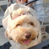 MarvinCavapoo's profile picture. Marvin is a dog. He has a big personality and an even bigger heart.