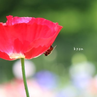 kyonさんのプロフィール画像