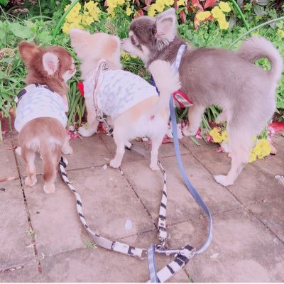 ko_ki_ku0417's profile picture. 世界一かわいいチワワ兄妹です。 チワワが家族ですが大型犬も好きです🐶 気軽にフォローしてください♡ ・・・コナン（ブルー）キララ（レッド）くるみ（チョコ）