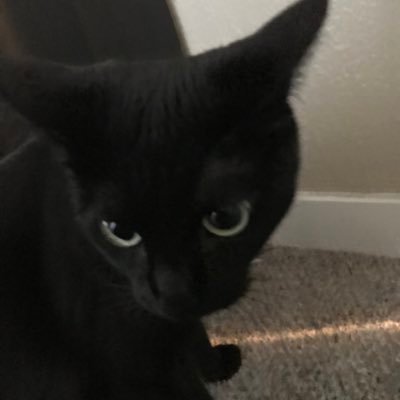 Kai80323545's profile picture. Just here as a kind of newsletter but will also do roblox visual commissions