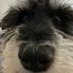 max (@bushesmax) Twitter profile photo max (@bushesmax) Twitter profile photo