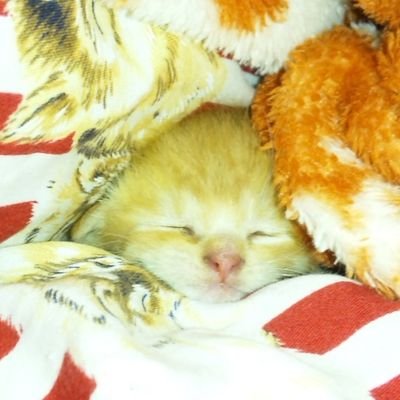 趣味雑多。多趣味な為ジャンル不特定。
                 
     流行りの倍速再生より、スロー&一時停止が大好物