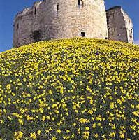 York Walls (@yorkwalls) 's Twitter Profile
