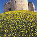 York Walls (@yorkwalls) Twitter profile photo York Walls (@yorkwalls) Twitter profile photo