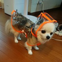 hiroko (@n1gbqav1yzdjknp) Twitter profile photo