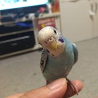 🎏のんぴよ🎏✈️🐥🐹 (@nonpiyo1525) 's Twitter Profile