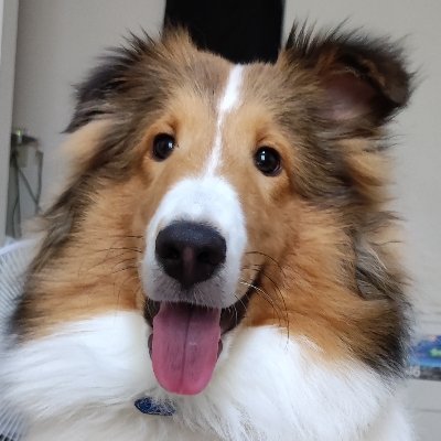 シェルティりんた 犬動画 Inuloverch Twitter シェルティりんた 犬動画 Inuloverch Twitter