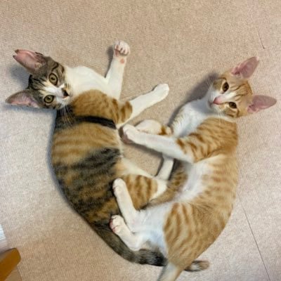 beagleLOVE_0126's profile picture. ビーグル犬ルーちゃん天国支部🌈🐶保護猫の里親になる予定。介護不慣れで始めたTwitterが次には猫子育て不慣れで活用します🐱無言フォロー失礼します🙏
