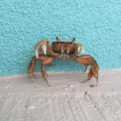 @crab_apple_3773
