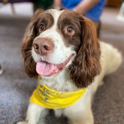 I'm a 9 year old English Springer Spaniel. Therapy Dog for people with dementia, mental health conditions and some amazing young people