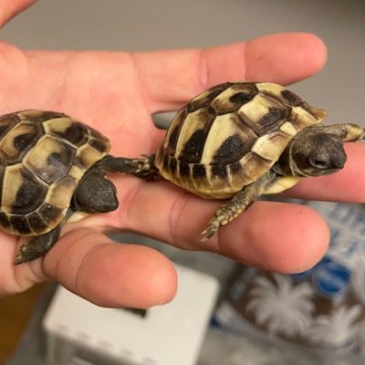 初めまして ヘルマンリクガメ🐢のゴンちゃんとペコちゃんです この子たちの成長を一緒に優しく見守ってください 知らないことだらけで、絶賛勉強中ですのでこうすると良いよ、うちではこうしてるよ等、有益な情報あればぜひお願いします🙇‍♂