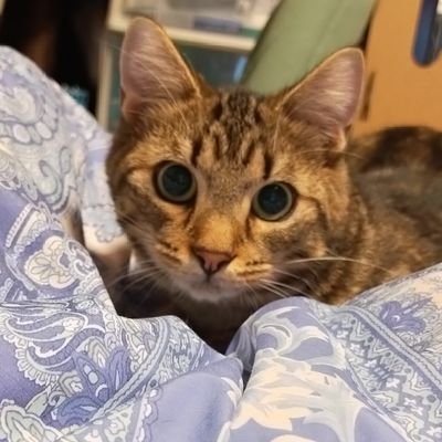 愛猫凪をFIP未承認薬で治療中です。経過を細々つぶやきます🐈
凪🎂2020.04.23♂去勢済 2021/5/29FIP治療開始〜再発〜10/29〜経過観察中
クラファンはしてません。フォロー歓迎致します。いいねリツイートはご期待に添えないかもしれないです😣　#FIP #FIP闘病中