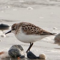 (Barry Dursley) (@birderginger) 's Twitter Profile