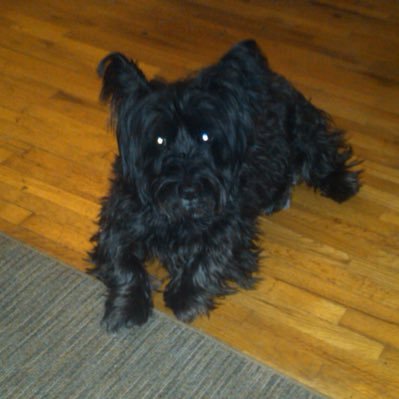 TheShow412_'s profile picture. If you want to know about me ask me, I can’t stand formatted bios as if you can put a life or personality into a few sentences