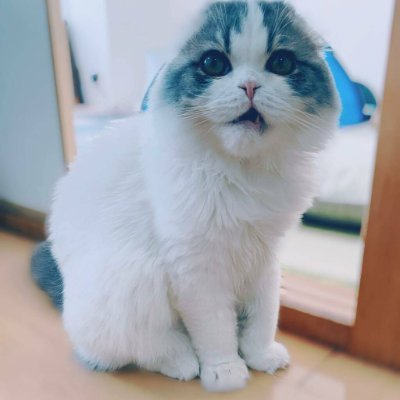 スコティッシュフォールドのシュクレ♂(6歳7/1)と エキゾチックショートヘアのビッケ♂(4歳3/14)。 アメショミックスの奥井♀(5歳 6/1)