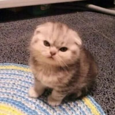 fatima_eltyeb's profile picture. Always fight for the things you love💜✨