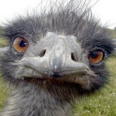 *emu noises* Economist by education. Emu by the grace of God.