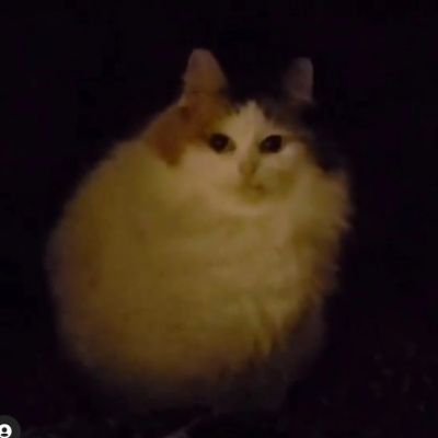 Milka🥛Renaissance cat | newmemecatさんのプロフィール画像