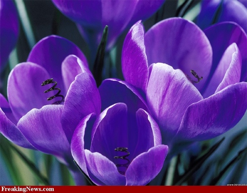 1Tulips1's profile picture. Capital stock trying to survive the cull, and fed up of paying for the elites entertainment and expenses!
Gone to bluesky and mastadon