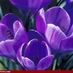 Tulips (@1tulips1) Twitter profile photo Tulips (@1tulips1) Twitter profile photo