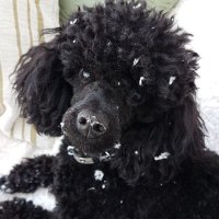 Loki Dog Of Mischief(@DogMischief) 's Twitter Profile Photo