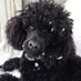 Loki Dog Of Mischief (@dogmischief) Twitter profile photo Loki Dog Of Mischief (@dogmischief) Twitter profile photo