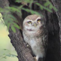MMU Species Biology & Conservation (@mmu_ceb) 's Twitter Profile Photo MMU Species Biology & Conservation (@mmu_ceb) 's Twitter Profile Photo