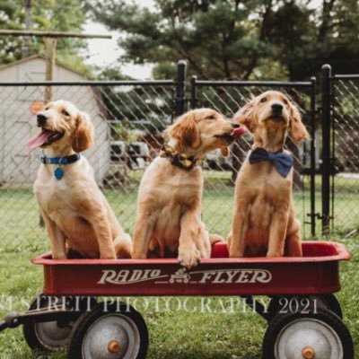 Abbey is a German Shepard disguised as a dachshund. Normal likes to steal socks. We love our older siblings Ellie and Zero!