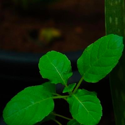 ur_ganesha's profile picture. 