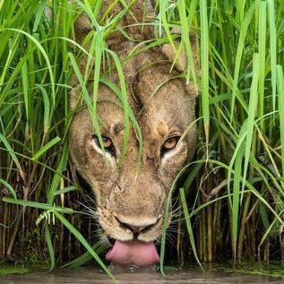 Nichola29924561's profile picture. Am a Bamboo