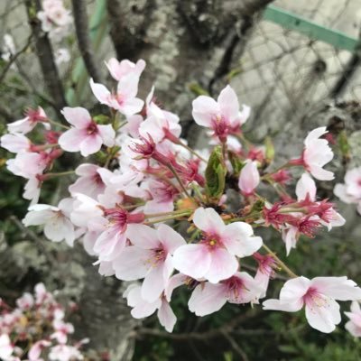 TsumugiNatomi's profile picture. 思い立ったが吉日。無言フォロー失礼しますm(_ _)m/世代関係なく勉強する人たちと繋がりたいです/持っている資格→秘書検定2級・漢字検定2級etc...