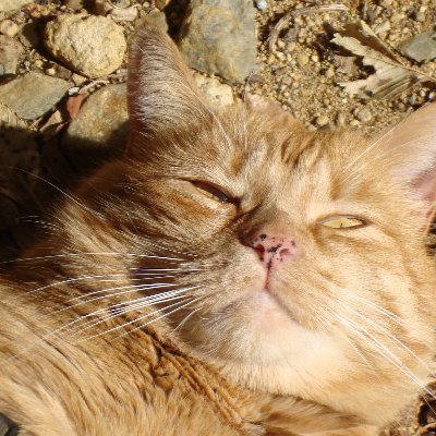 Reader, writer, creative arts, genealogy, Mensa. Living in the high Sierras with Rusty, the cat. No DMs #CatsofTwitter #cats #CatsinTwitter #genealogy#books