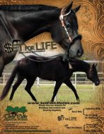 kimmcc's profile picture. Mortgage Broker, Quarter Horse Breeder