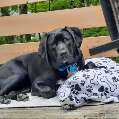 CadillacCoop123's profile picture. 