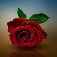 Rose Oertel Mong (@mongoertel) 's Twitter Profile