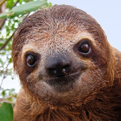 JasonBornt_CIA's profile picture. People tell me I resemble Sloth.  They’re very cute and furry, what a compliment!